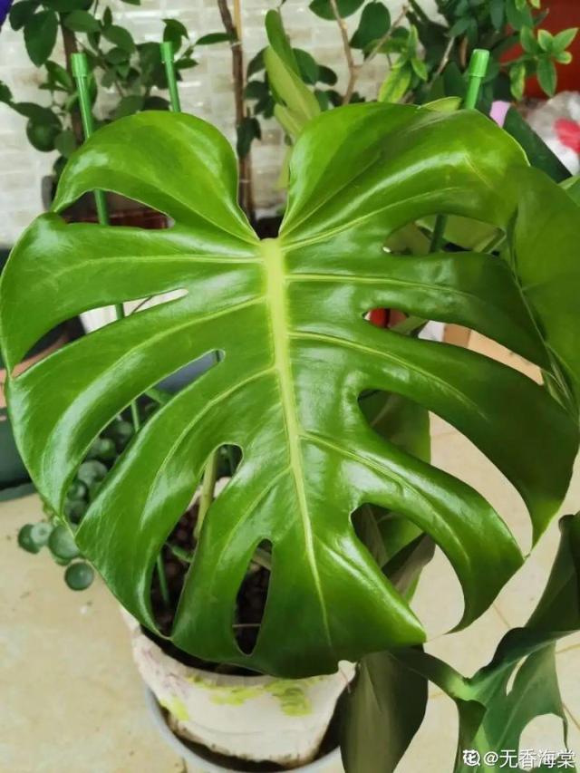 如何自制氮肥，自制氮肥怎么做（氮磷钾肥别买了）