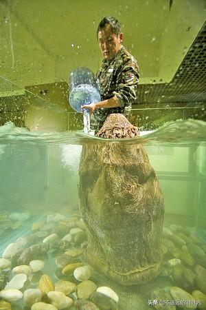 太岁在什么方位，2013年太岁在什么方位（来看看全国所发现的部份“太岁”长得啥样）