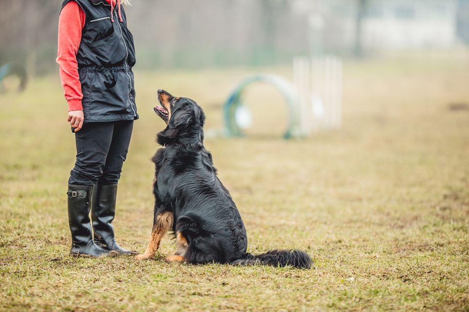 训犬师（辟谣）