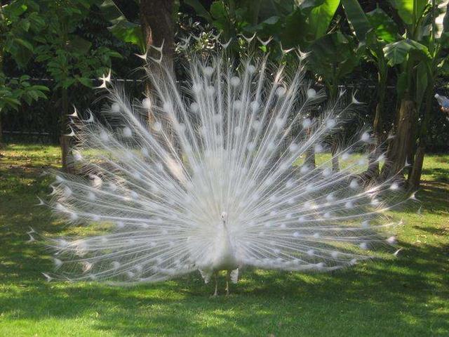 孔雀尾巴的作用，孔雀的尾巴有什么作用（为何孔雀会进化出毫无用处的尾巴）