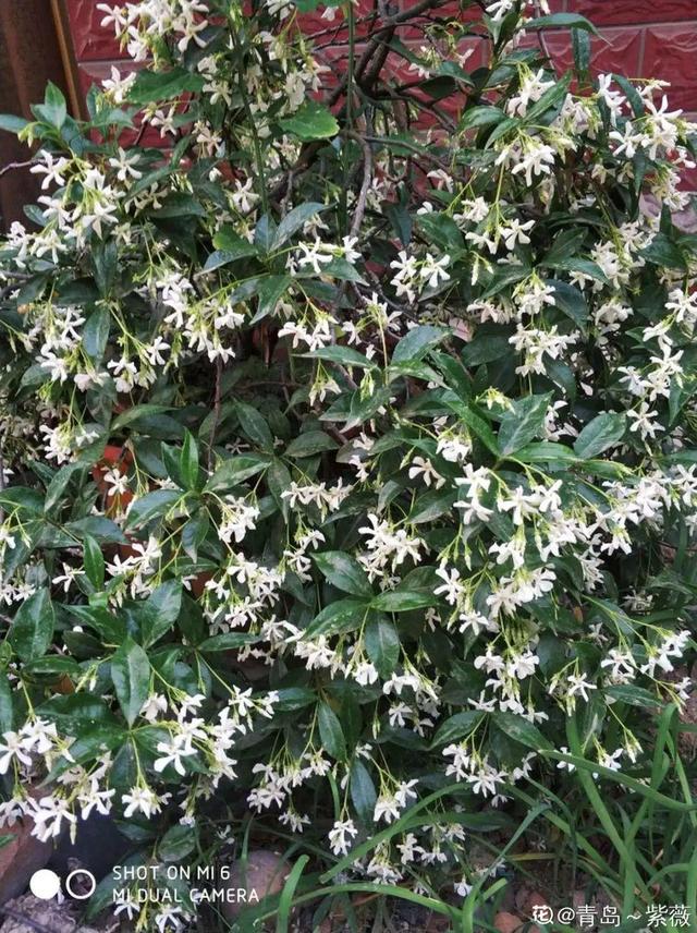 类似爬山虎的植物有哪些，除了爬山虎还有什么植物（7种超强繁育能力爬墙花）