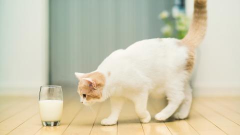猫咪吃什么东西能危害到生命，别再给猫咪吃这些食物