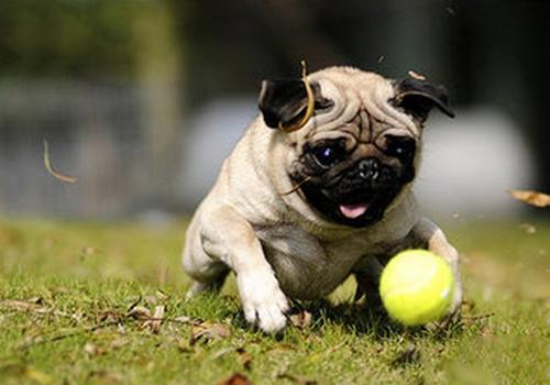 怎样辨别八哥犬，怎样辨别八哥犬纯不纯（占一种就没养错）