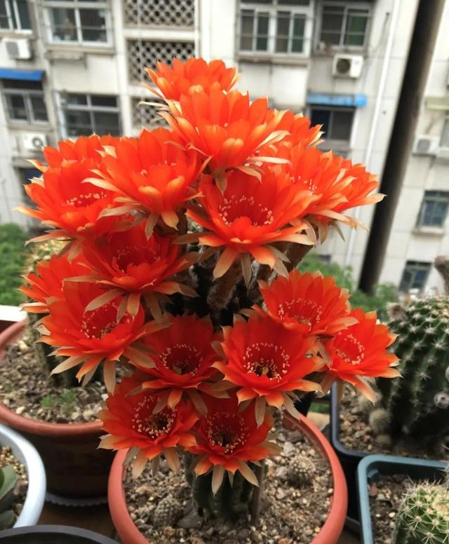 客厅适合养什么花，客厅适合养什么花和植物好风水（堪称“不死花”）