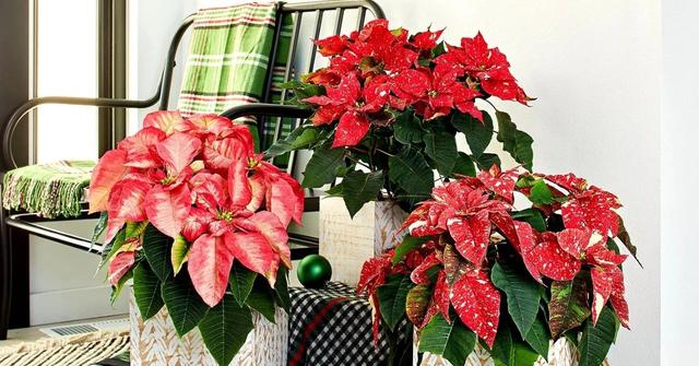 一品红图片，原来市场上的一品红都是带“病菌”的（植物大战僵尸2一品红图片）