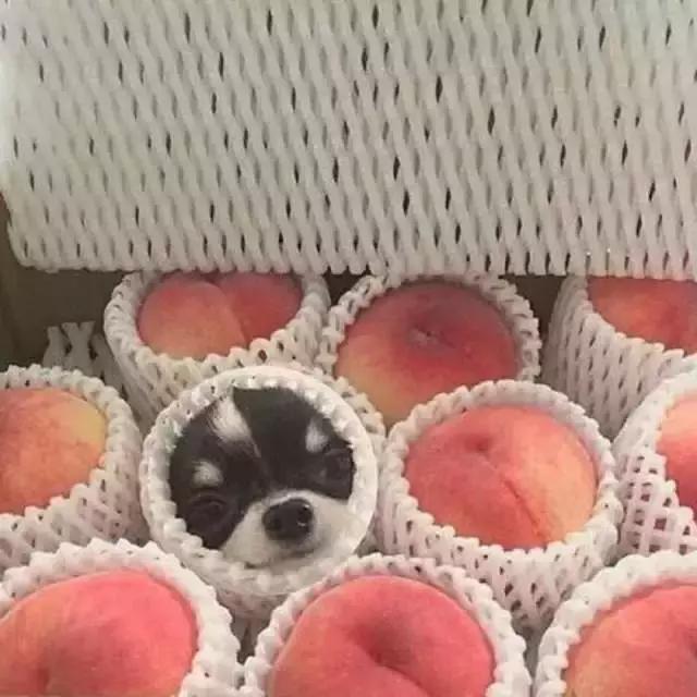 经典搞笑整蛊头像微信，经典搞笑整蛊头像（精选头像丨恶搞系列头像）