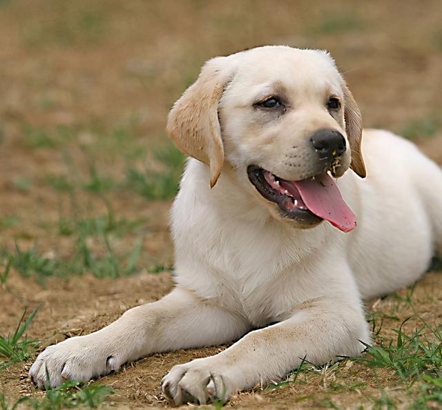 拉布拉多聪明吗，拉布拉多犬和泰迪哪个聪明（聪明的拉布拉多）