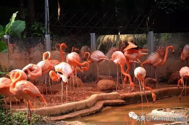 火烈鸟为什么是红色的，火烈鸟为什么是红色（火烈鸟身上的“十万个为什么”）