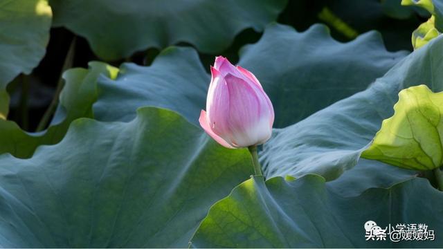 四时田园杂兴的诗意，《四时田园杂兴》的诗意是什么（一年级下册语文课文12《古诗二首》图文详解及同步练习）