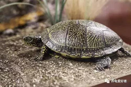 草龟干养还是水养好，草龟干养还是水养好怎么分公母（有几个注意点还是要留意的）