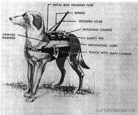 日军与德军哪个更恶毒，日军怕德军吗（为啥战争中常常用狗做间谍）