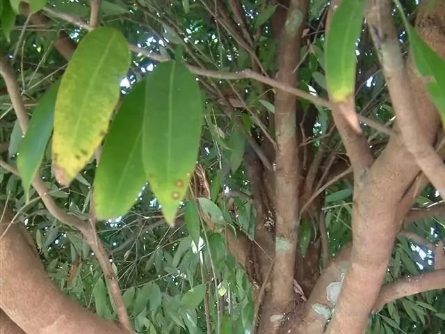 树木名称，知识，铁刀木与铁力木的区别（100种树木名称）