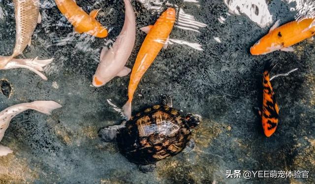 养鱼技巧和要求，新手养鱼，要弄清这些小技巧