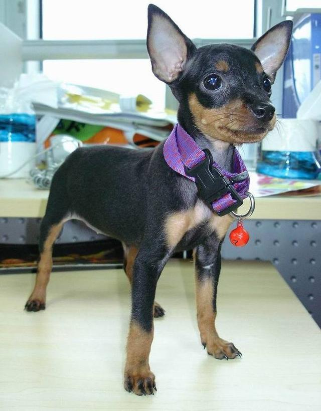 边境梗为什么禁养，边境梗是不是边牧（对小孩“最不友善”的7种狗狗）