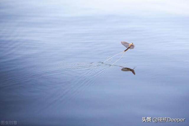 蜉蝣的寓意，蜉蝣是什么动物（河南洪水过后惊现蜉蝣遮天）
