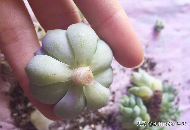 多肉扦插方法图解，多肉扦插方法图解视频（多肉扦插繁殖）