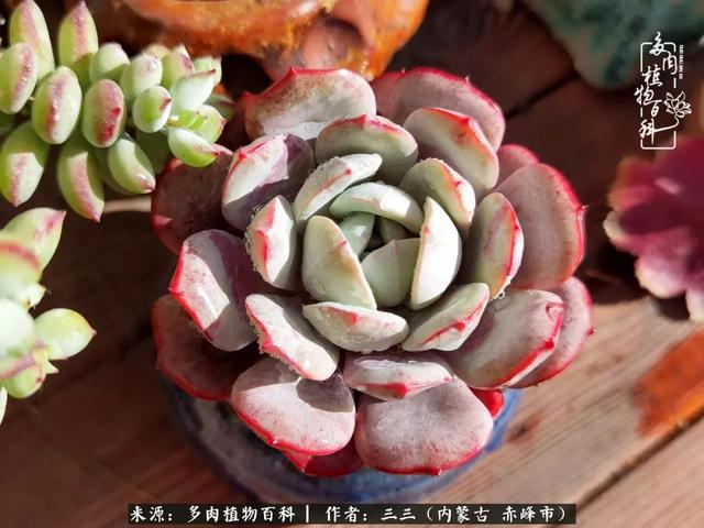 雪候鸟是什么意思，雪候鸟歌词表达什么意思（多肉于我从来不是锦上添花）