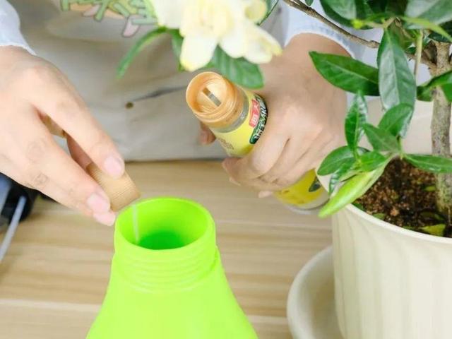 瓜子属于坚果吗，瓜子花生属于坚果类吗（给花吃点瓜子）