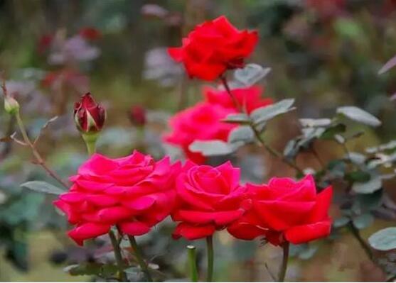 黄玫瑰代表什么，玫瑰花的颜色代表什么意思（玫瑰花象征着美丽的爱情）