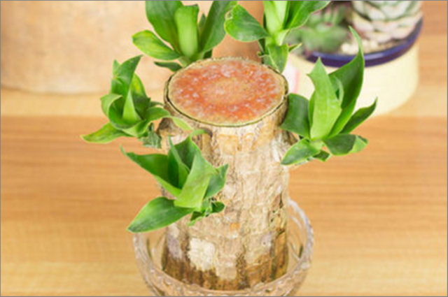 巴西木摆放禁忌，巴西木摆放禁忌风水（巴西木的养植特点和禁忌）