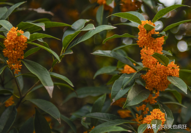 桂花树能种在院子里吗，桂花树适合种在庭院的哪个方位（贵人立门内”啥意思）