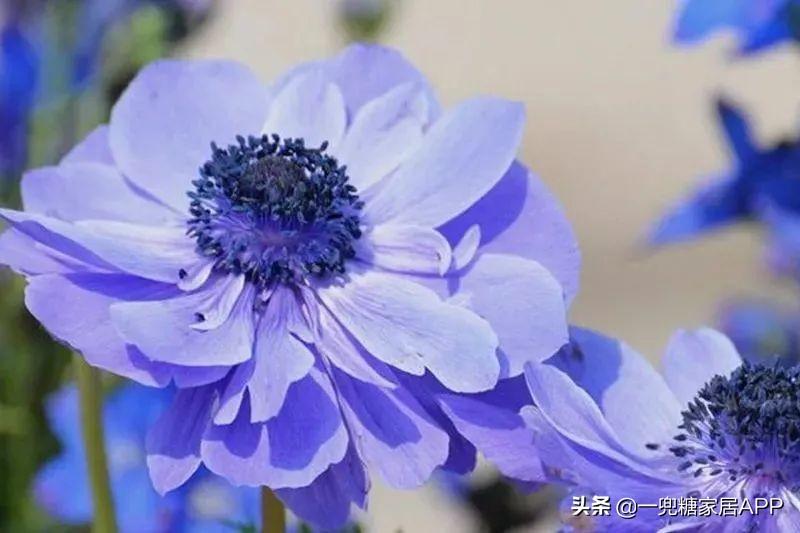 淘宝网花店(淘宝商城花卉市场)