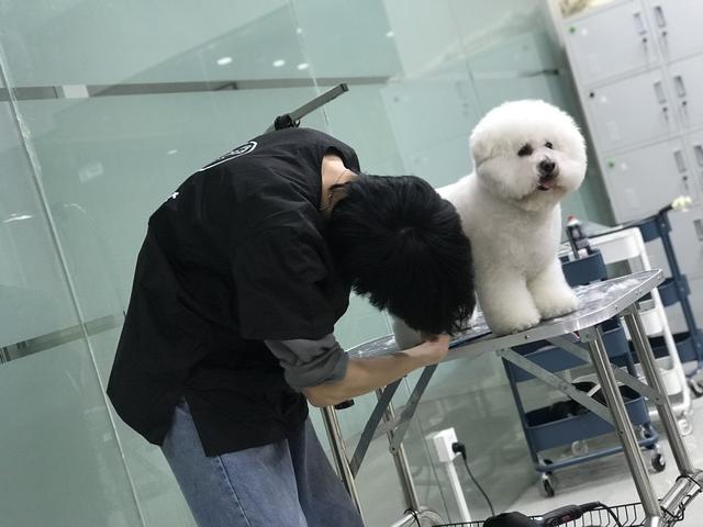 宠物美容师宠物美容培训，宠物美容师培训（宠物美容培训学校）