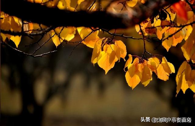 愿伯具言臣之不敢倍德也翻译，愿伯具言,臣之不敢倍德也翻译（120个文言实词汇编：第一辑）