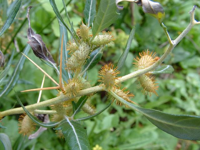苍耳靠什么传播种子，举几个种子传播的例子（蒲公英妈妈靠什么传播种子）