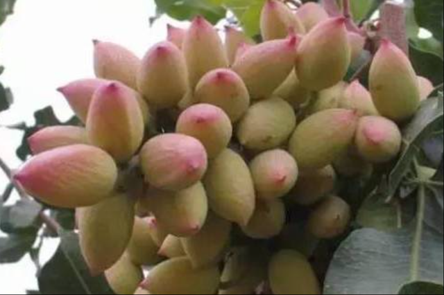 碧根果是山核桃吗，碧根果和山核桃的口感区别（碧根果大战鲍鱼果）