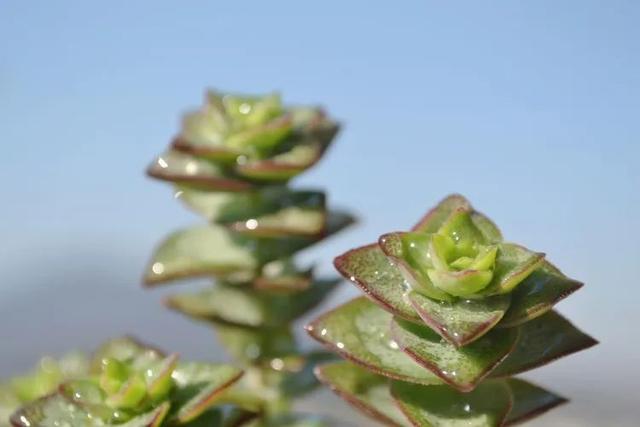 万重山变黄变软怎么办，万重山变软了怎么办（以阳光为滤镜）