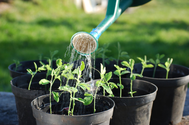 杀死蛆虫的小妙招，如何用自然方法消灭蛆虫（这3种“灭虫水”不能少）