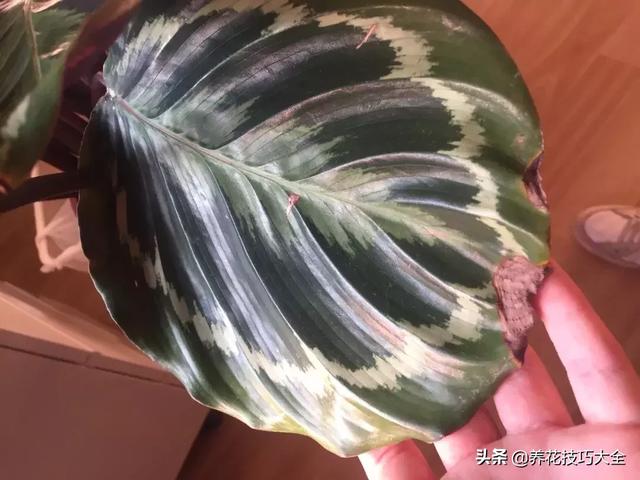 辨别花店中的常见的观赏竹芋，辨别花店中的常见的观赏竹芋有哪些（比孔雀竹芋还好看的观赏竹芋品种）