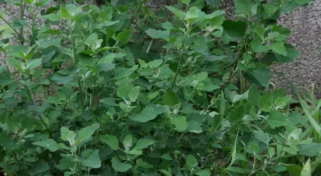 做清明果的草叫什么草，做清明果的那种草叫什么（春天不可错过的4种野菜）