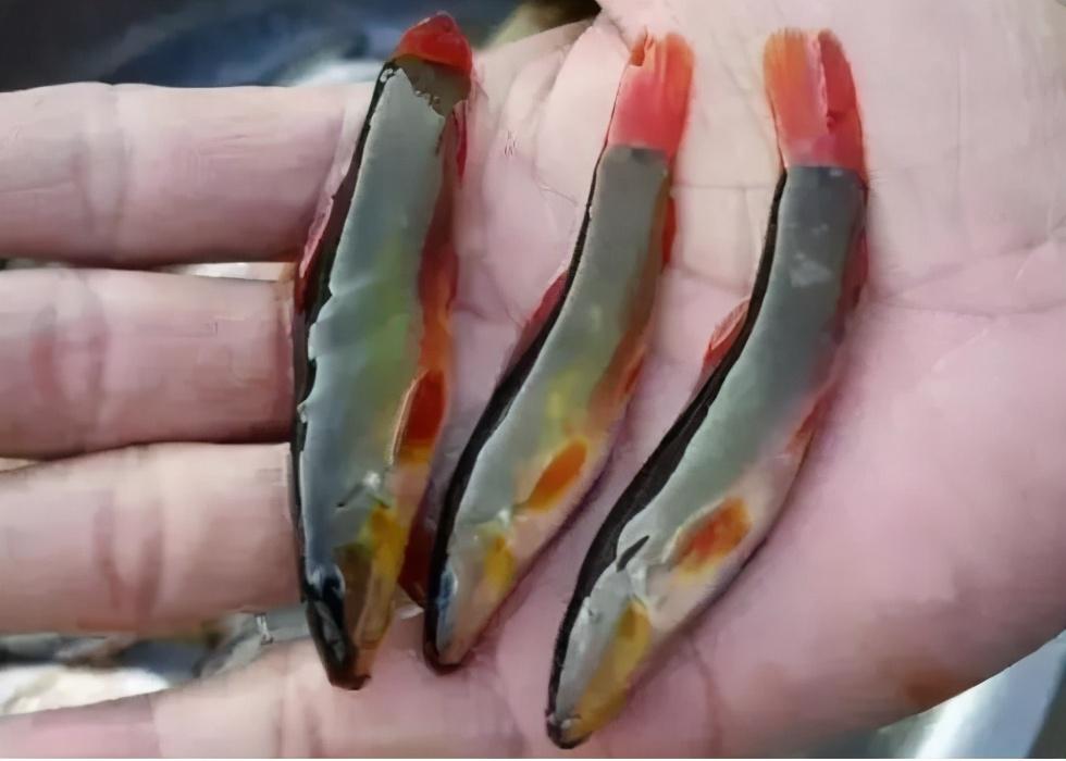 红蚯蚓多少钱一斤(南方山区的红尾鱼) 