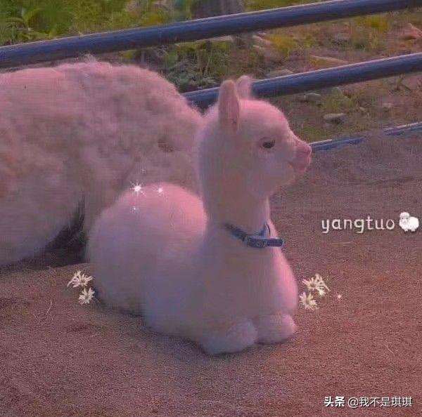 Gnasche网名，Gnasche(爱到入骨的悲哀)微信昵称（有哪些既高级又简单的网名）