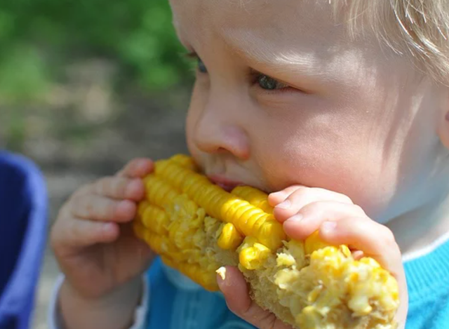 什么是老玉米，什么是老玉米种子（老玉米、甜玉米、糯玉米、黄玉米、白玉米、紫玉米）