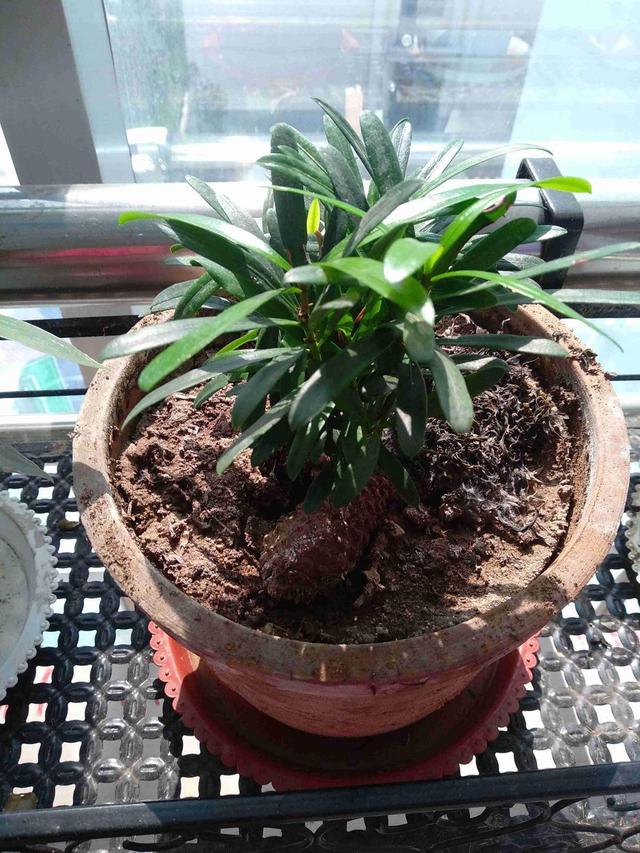 罗汉松是什么，细节不能忽视，注意这8点