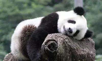 小熊猫和大熊猫，小熊猫是幼年的大熊猫吗（“小熊猫”不是小熊猫）