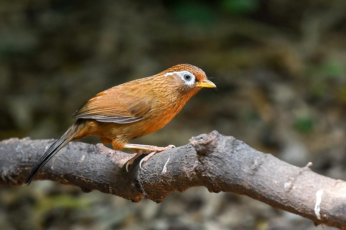 画眉鸟图片(表里不一的画眉) - 赤虎壹号