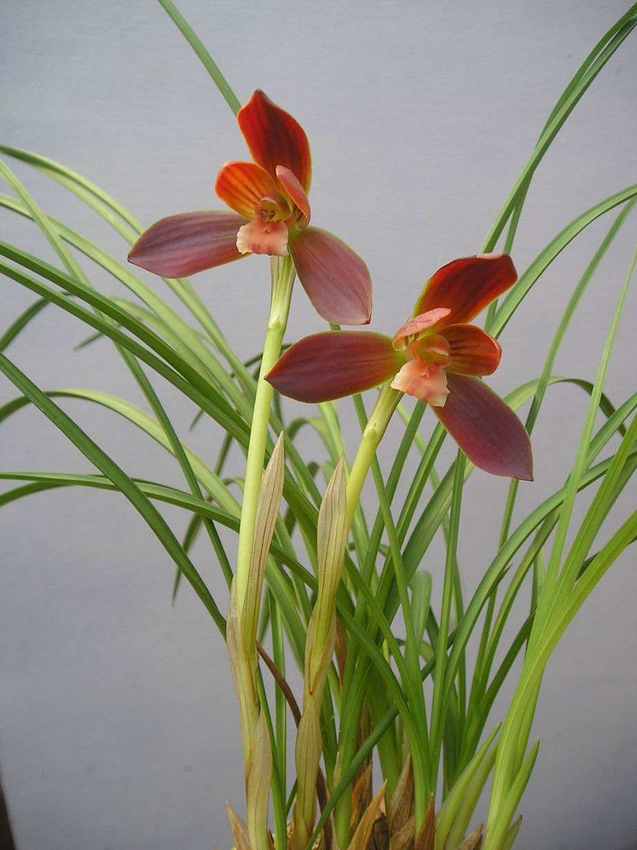 梦见兰花开花周公解梦原版,养出"极品好兰花"-解梦-荣耀易学