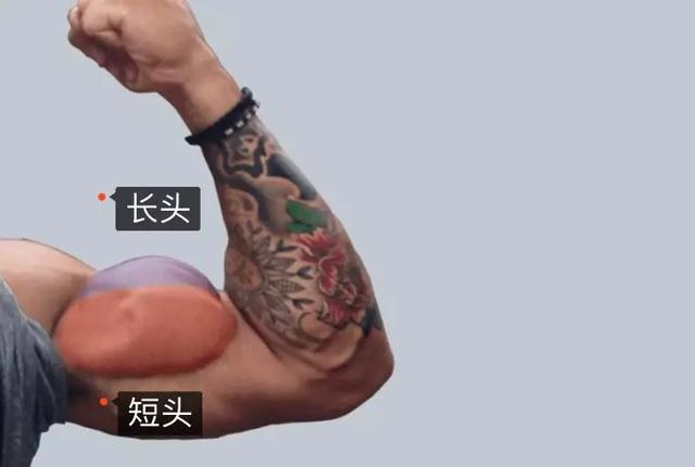 一头肌在哪，一头肌是哪里（多数人的手臂训练都忽略了一个部位）