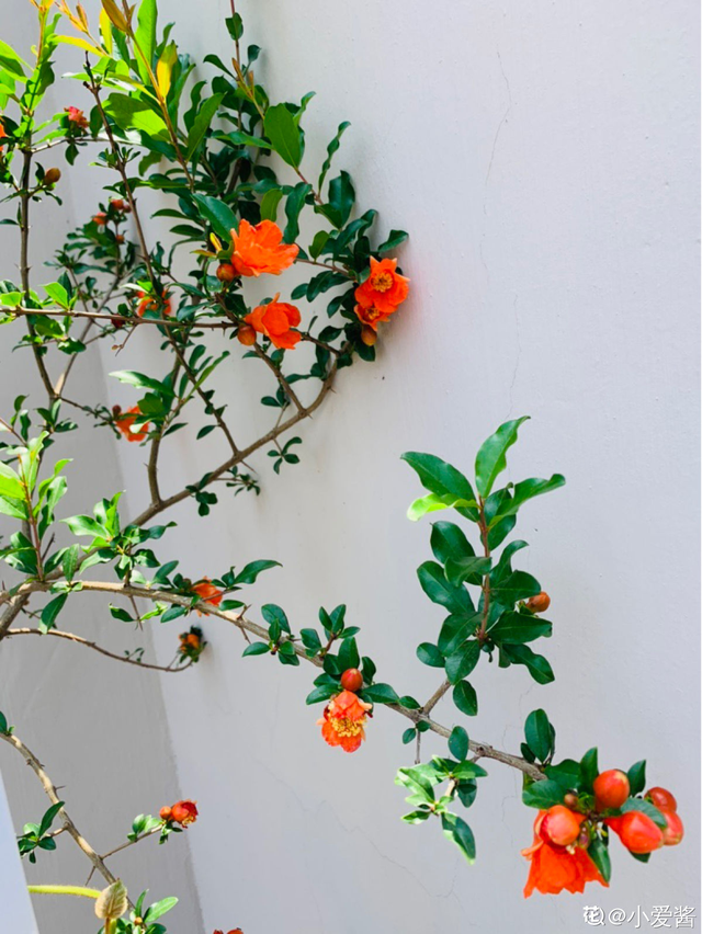 石榴树怎么养，石榴树苗什么时候种植最好（就能边赏花边吃果）