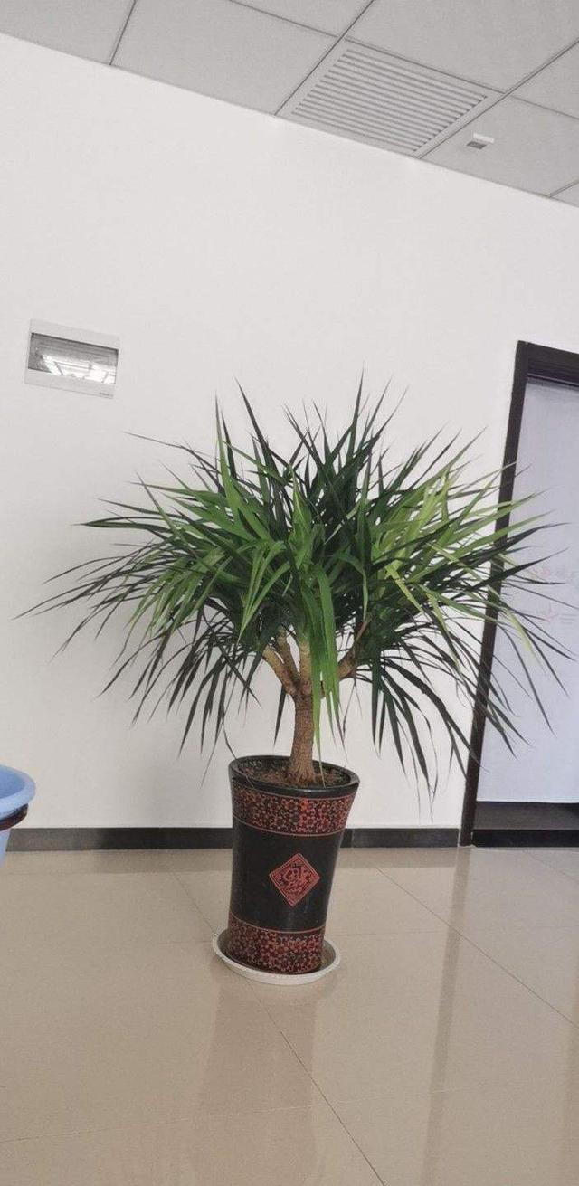 哪一种树被称为活化石，哪种树称为活化石（植物界的4种“老寿星”）