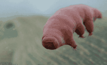 水熊（水熊虫），魔抗点满的水熊虫（水熊水熊虫的图片）