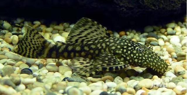 清道夫什么意思，清道夫是什么意思（为什么我们要研究鱼缸应该养几条鱼）