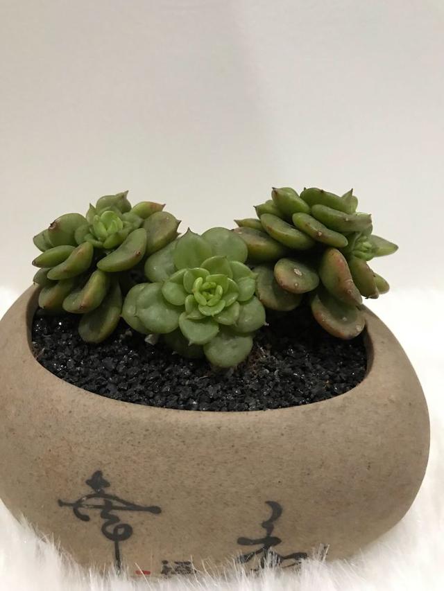 丸叶松绿怎么养，丸叶松绿的叶子可用来繁殖吗（养多肉，记名字，预防老年痴呆）