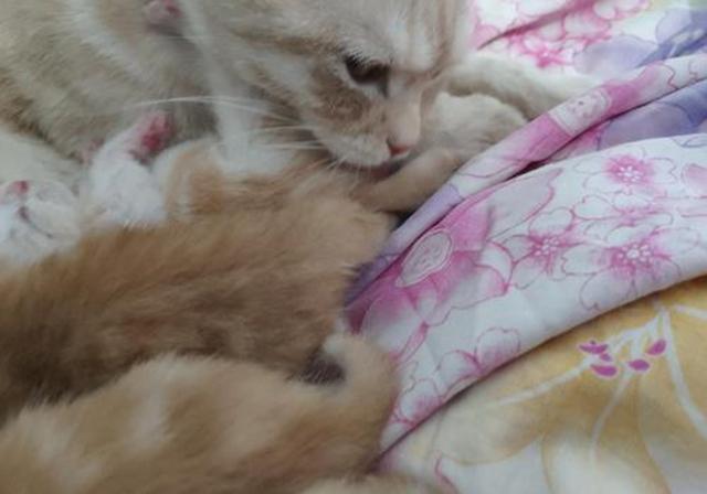 刚出生的小猫怎么养，刚出生的小猫怎么喂养（需从奶猫的日常需求出发）