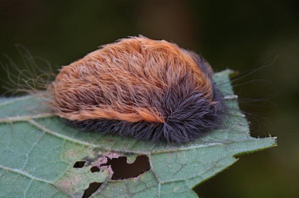 **毛虫是益虫还是害虫，毛毛虫是益虫还是害虫（满身毒刺若碰必中毒，痛入骨髓）