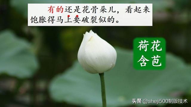 莲蓬的蓬是不是读轻声，莲蓬的蓬为什么读轻声（部编版语文三年级下册第3课《荷花》图文讲解）